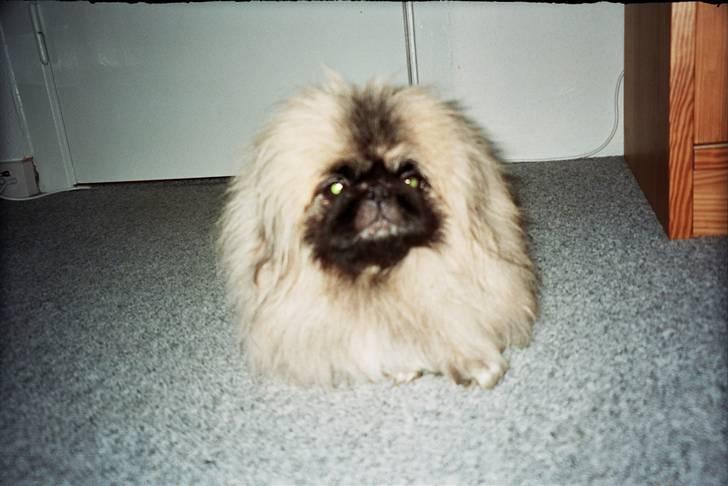 Pekingeser Tudse R.I.P - Himmelhund - ser jeg ikke sød og fræk ud billede 9