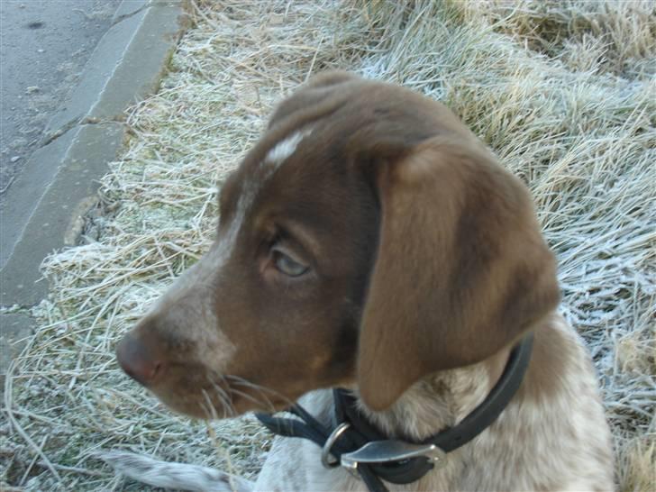 Blanding af racer Dixie - Dixie 11 uger billede 2