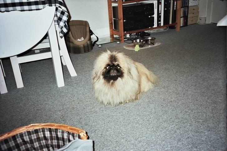 Pekingeser Tudse R.I.P - Himmelhund - er jeg ikke bage sød  billede 10