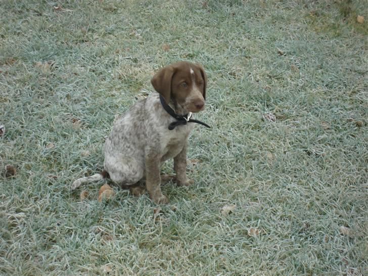 Blanding af racer Dixie - 11 uger januar 09 billede 4