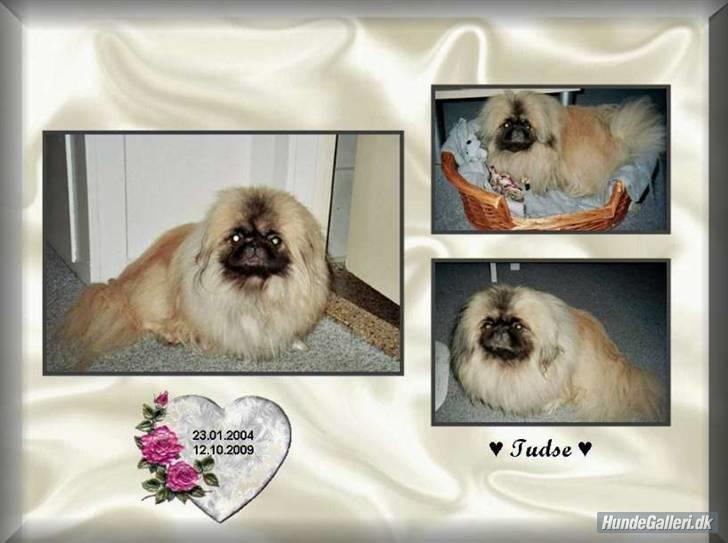 Pekingeser Tudse R.I.P - Himmelhund - Min kære Tudse billede 11