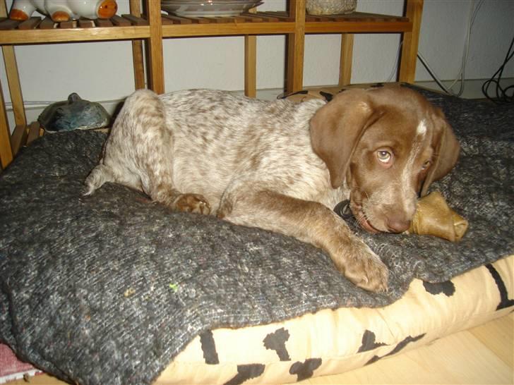 Blanding af racer Dixie billede 5