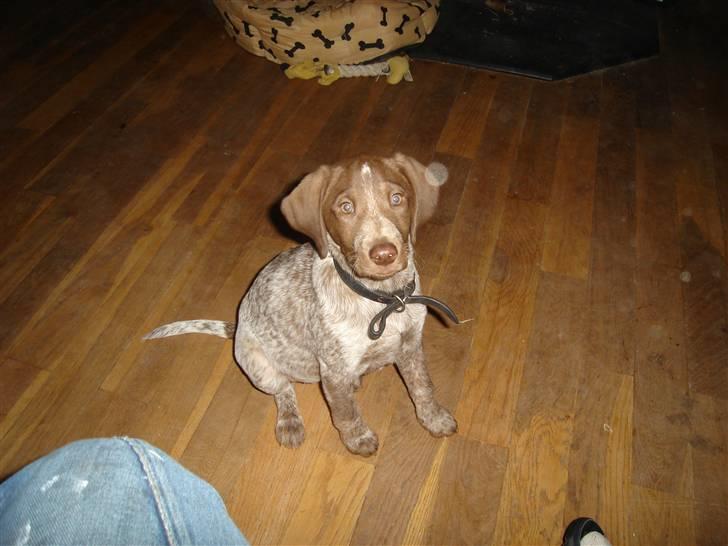 Blanding af racer Dixie billede 6