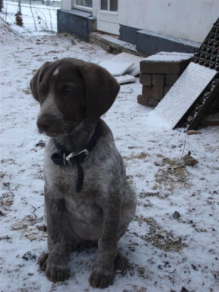 Blanding af racer Dixie - 12 uger billede 7