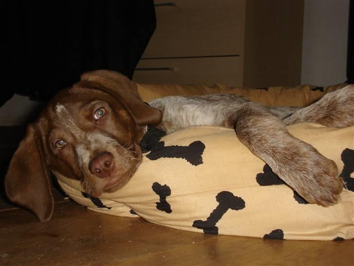 Blanding af racer Dixie - 13 uger. tager lige en slapper foran brændeovnen billede 8