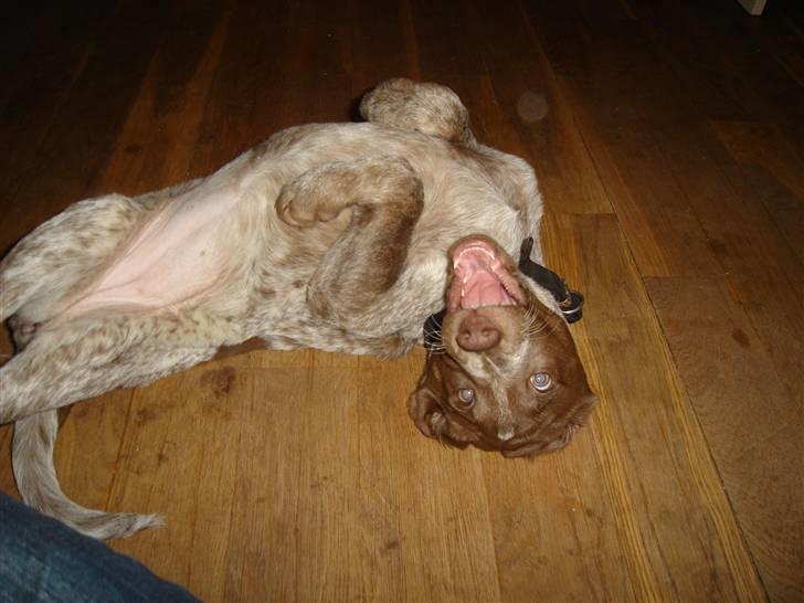 Blanding af racer Dixie - 13 uger og ude på ballade :P billede 9