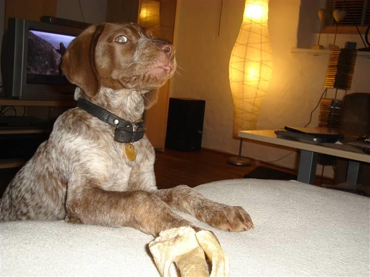 Blanding af racer Dixie billede 10