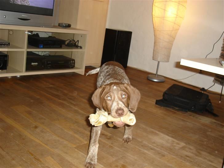 Blanding af racer Dixie billede 11