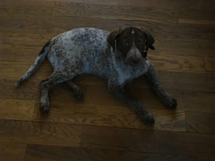 Blanding af racer Dixie - 12 uger billede 12