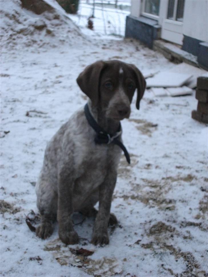 Blanding af racer Dixie billede 13