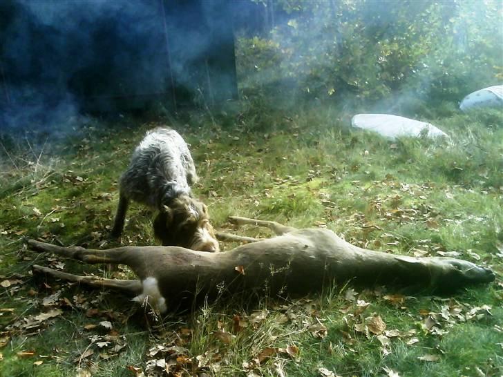 Ruhåret hønsehund Sascha - fra en jagt 07 billede 1