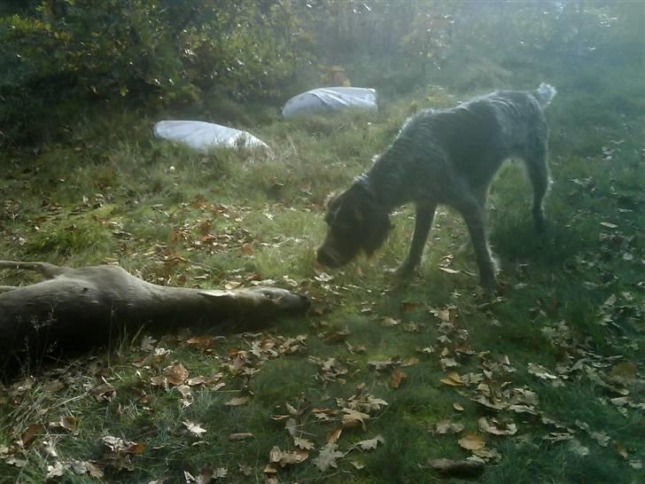 Ruhåret hønsehund Sascha - fra parolen på en jagt 07 billede 2