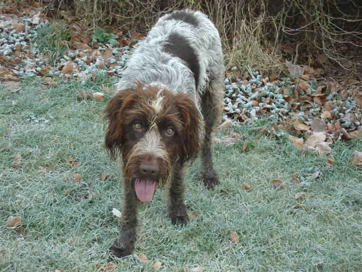 Ruhåret hønsehund Sascha - januar 09 2,5 år billede 3