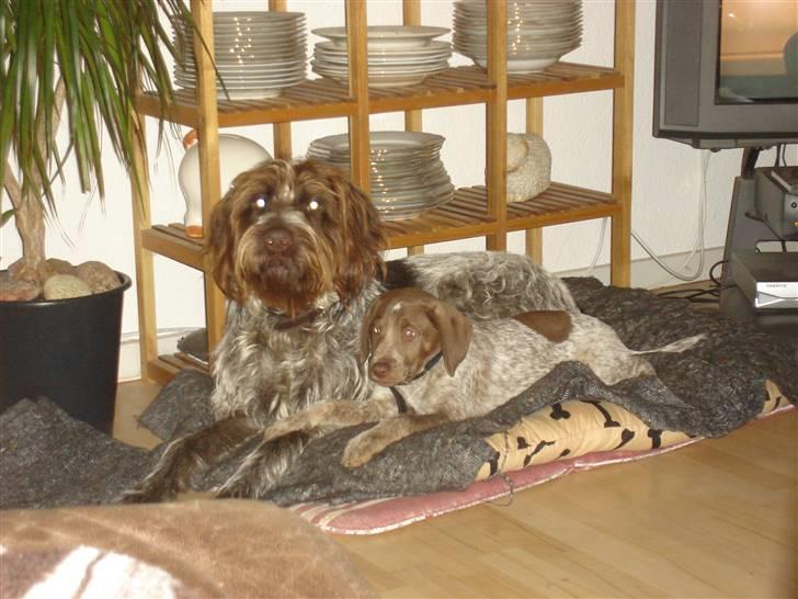 Ruhåret hønsehund Sascha - Sascha og bette skid :) januar 09 billede 4