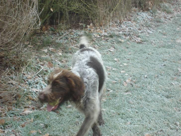 Ruhåret hønsehund Sascha - nyt jan 09 billede 5