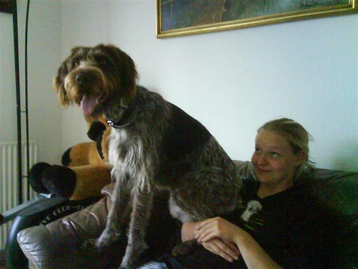 Ruhåret hønsehund Sascha - kæmpe køteren har sat sig på mig :P  billede 6
