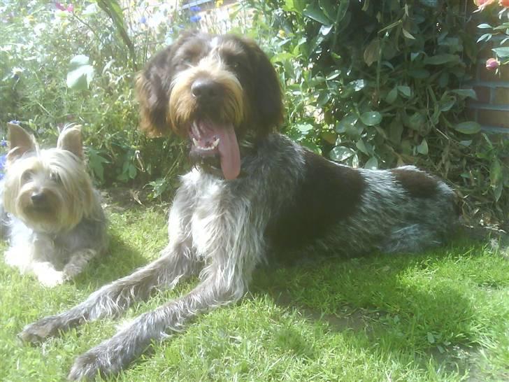 Ruhåret hønsehund Sascha - sommeren 2008 billede 7