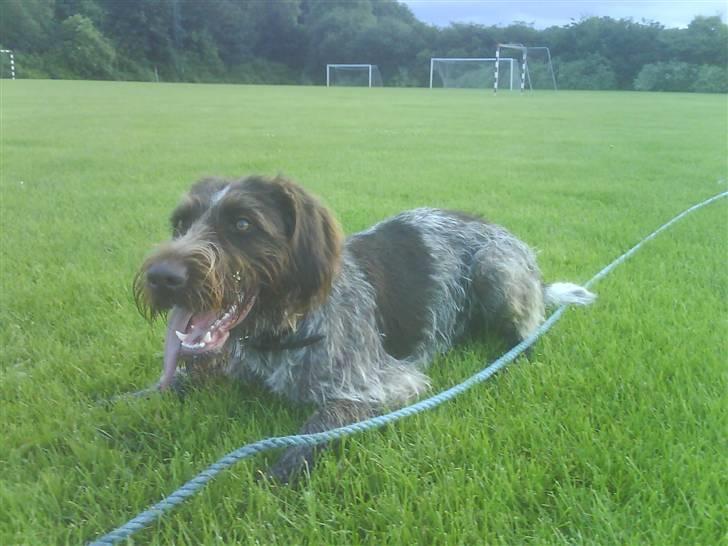 Ruhåret hønsehund Sascha - helt udmattet....  billede 8