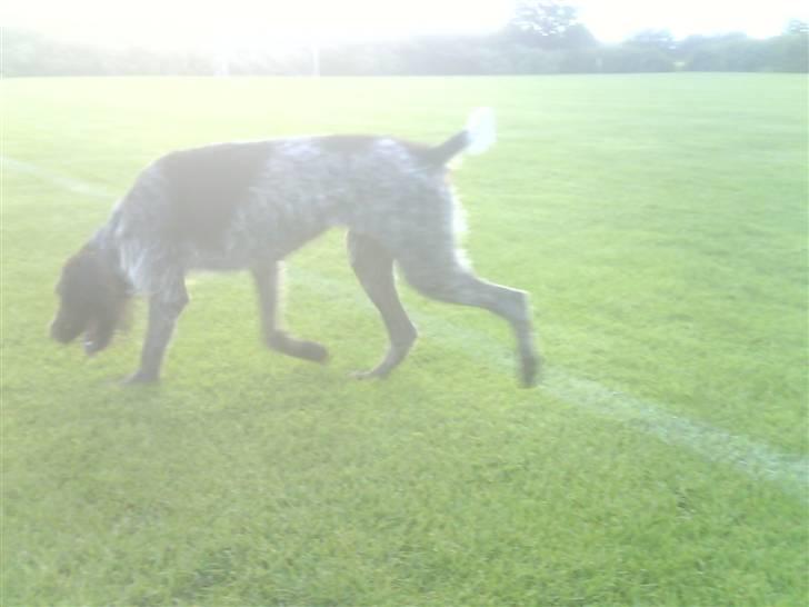 Ruhåret hønsehund Sascha - Går spor på fodbold banen 07 billede 9