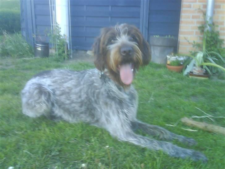 Ruhåret hønsehund Sascha billede 10