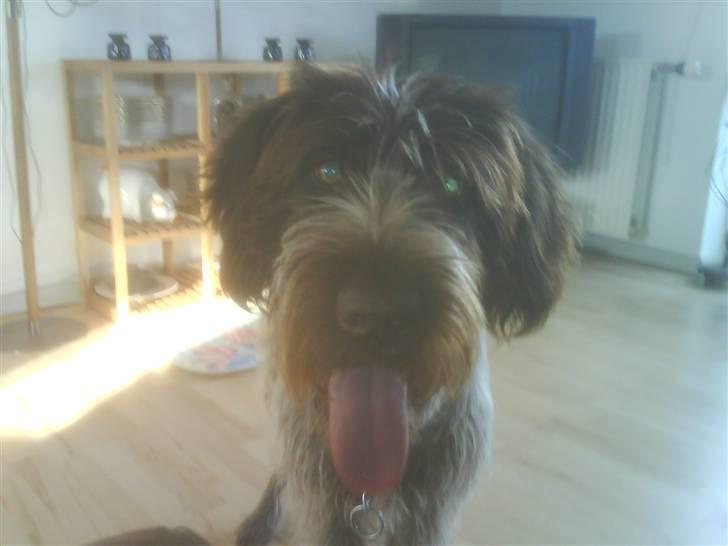 Ruhåret hønsehund Sascha - Hehe nogle der kan forstå hvorfor jeg bliver kaldt Pjuske? billede 11