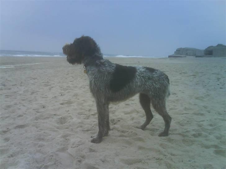 Ruhåret hønsehund Sascha - Efterårs ferien 07 ved Vesterhavet billede 12