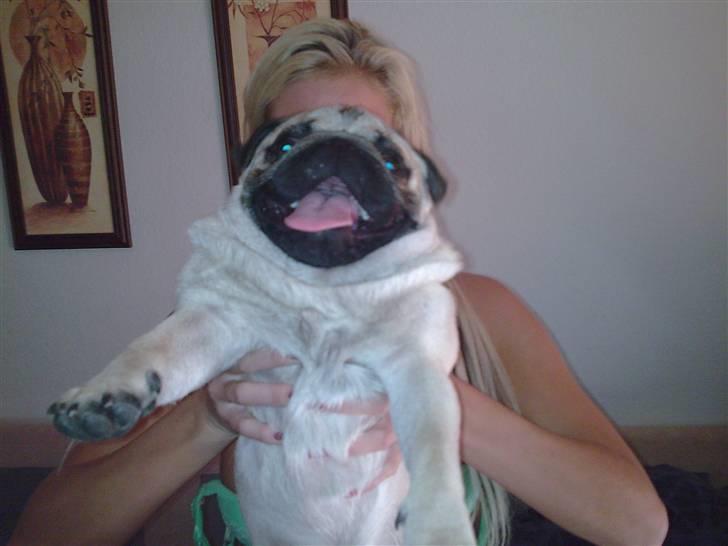 Mops czarli - STOOOR dreng!!!!! billede 6