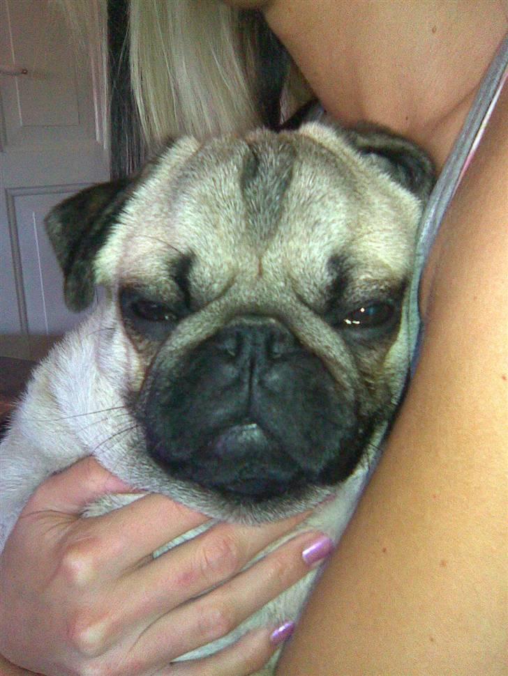 Mops czarli - sover op ved moar.... billede 7