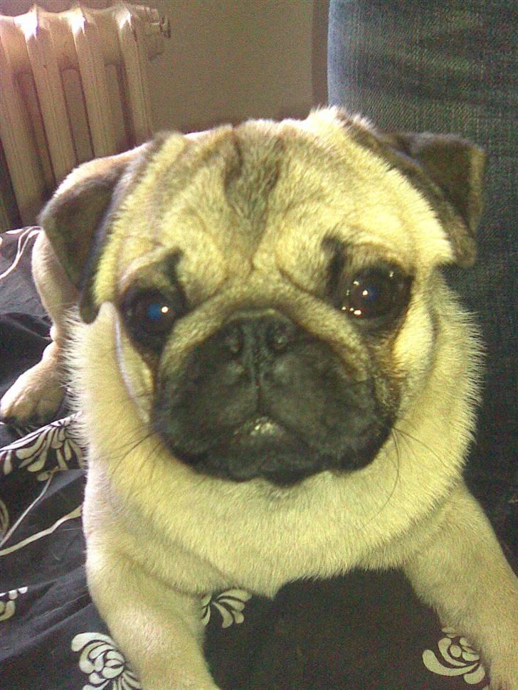 Mops czarli billede 8