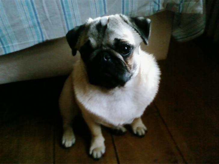 Mops czarli - meget flot hund med en flot krave billede 9