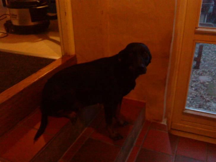 Blanding af racer Flicka - Ikke så utrolig fotogen. billede 10