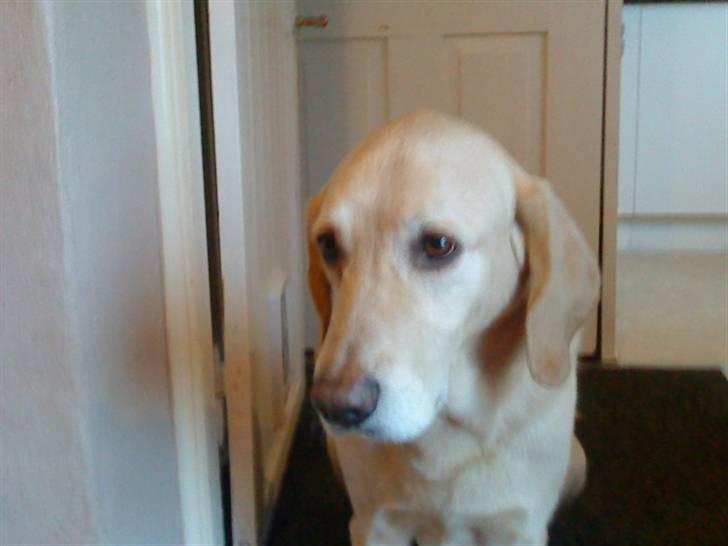 Blanding af racer Balou R.I.P. billede 11