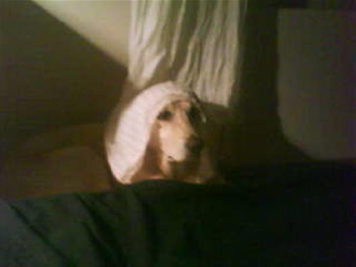 Blanding af racer Balou R.I.P. billede 12