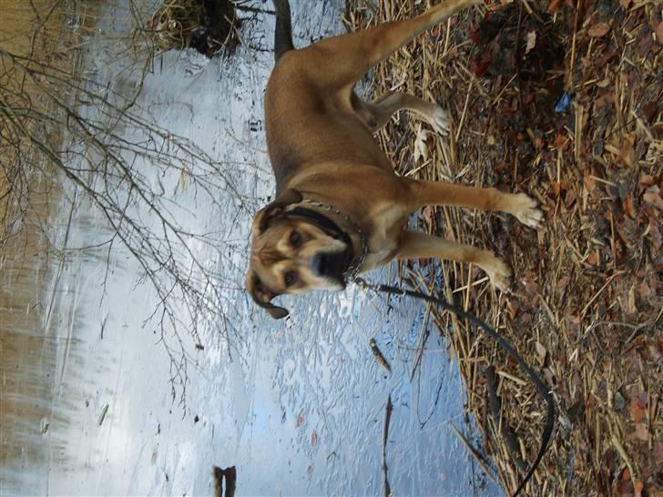 Cane corso capello  - Capello ude og bade i det kolde vand billede 13