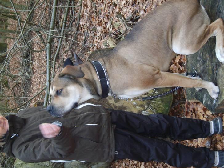 Cane corso capello  billede 14
