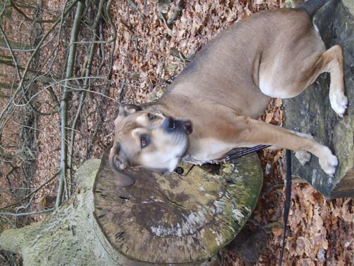 Cane corso capello  billede 15