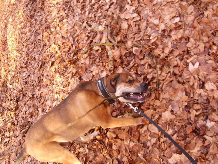 Cane corso capello  billede 16