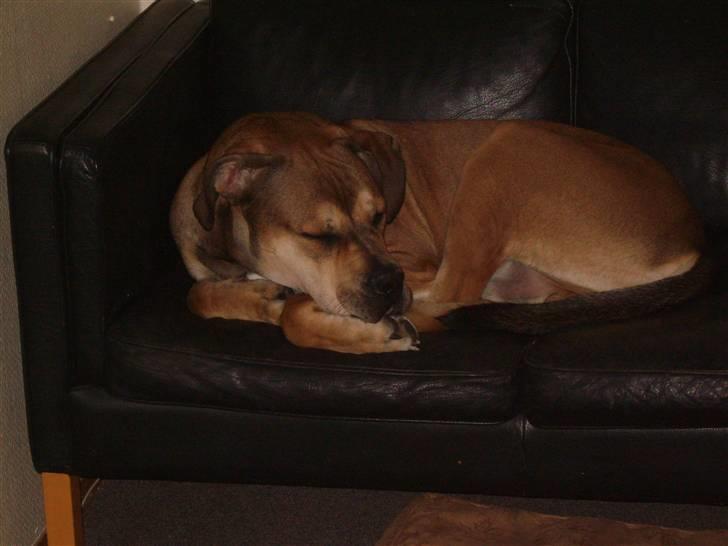 Cane corso capello  billede 17