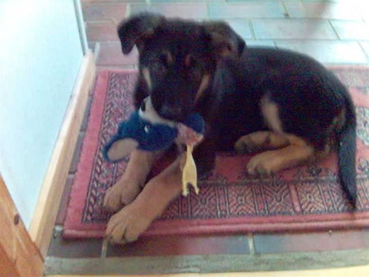 Schæferhund Charlie - velkommen til min søde Profil, og det er mig! billede 1