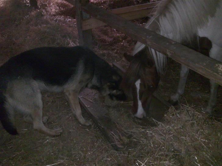 Schæferhund Charlie - mums det smager godt... billede 2