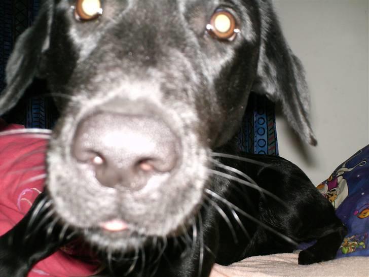 Labrador retriever Kizka billede 10