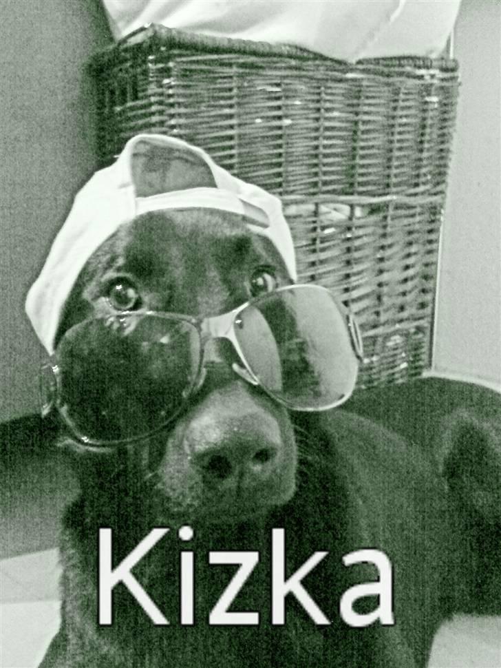 Labrador retriever Kizka billede 11