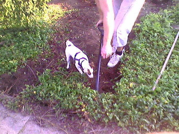 Jack russell terrier Futte - Hjælper med at grave i haven billede 9