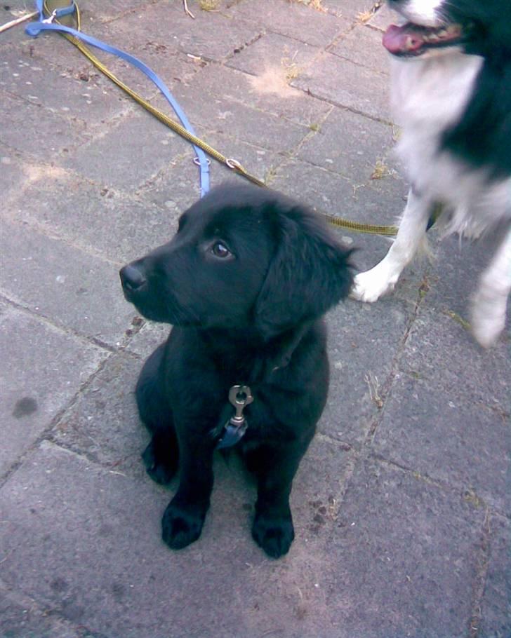 Blanding af racer Tyson - Tyson den dag vi fik ham billede 1