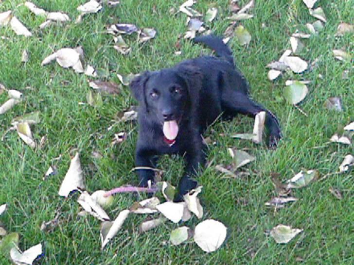 Blanding af racer Tyson - På løbe tur i parken for første gang billede 2