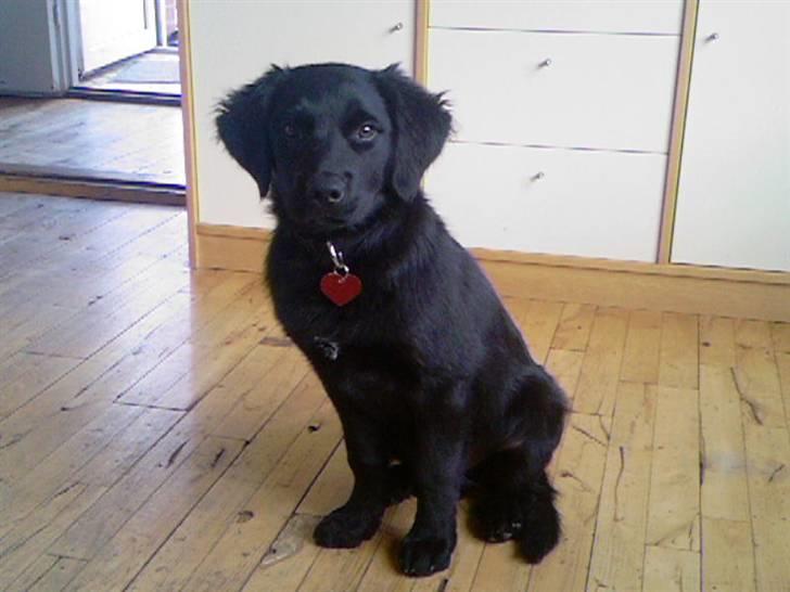 Blanding af racer Tyson - Tyson min skat billede 3