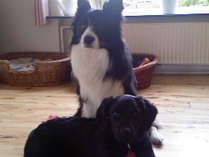 Blanding af racer Tyson - Tyson og Charlie min anden hund billede 4