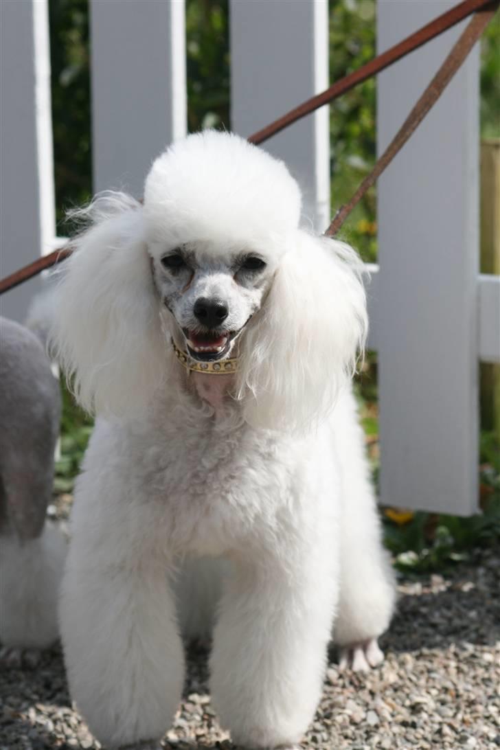 Dværgpuddel Ludvig - Ludvig. D. 27/4 09 med hans nye sommer klipning billede 1