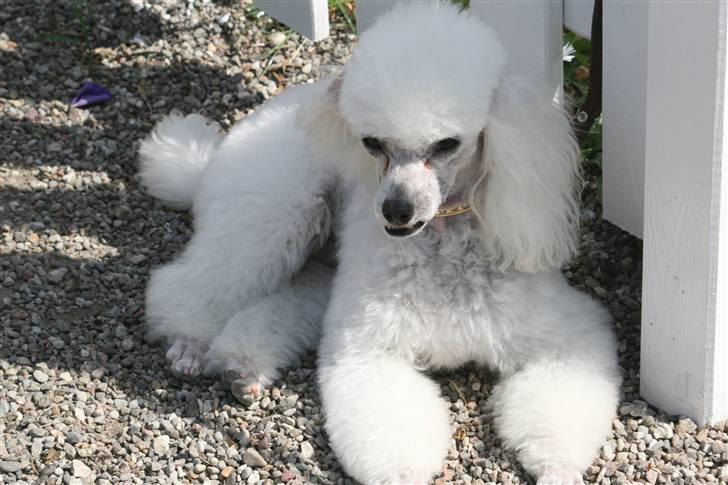 Dværgpuddel Ludvig - Ludvig  billede 2