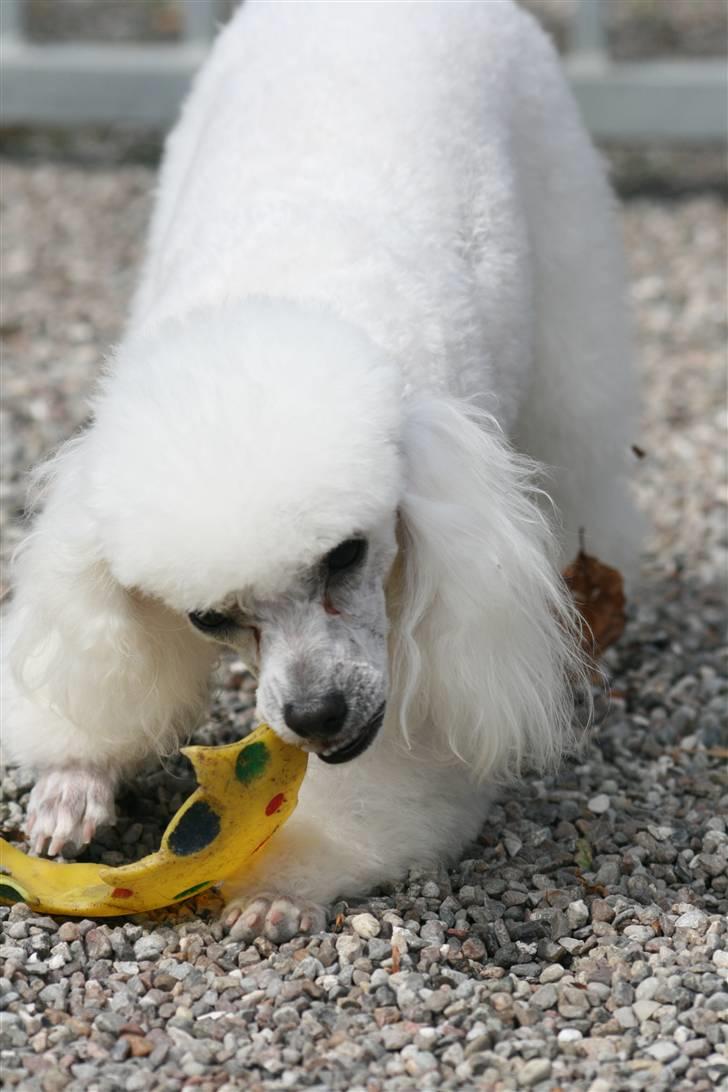 Dværgpuddel Ludvig billede 3